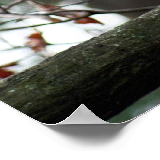 Optimistic Owl Poster (Hoek)