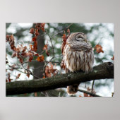 Optimistic Owl Poster (Voorkant)