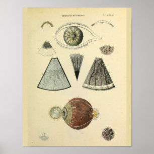 Optometrie Ooganatomie Medische kunst Afdrukken Poster