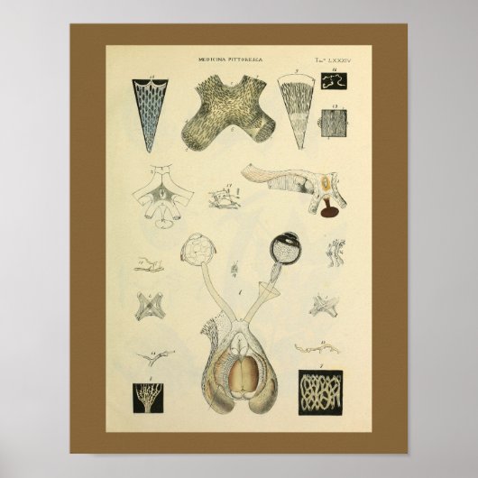 Optometrie Oogzicht Anatomie Kunst Afdrukken Poster (Voorkant)