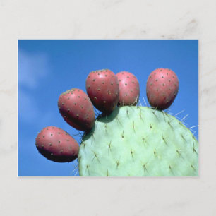 Opuntia megacantha (peul) woestijn briefkaart