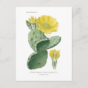 Opuntia vulgaris briefkaart