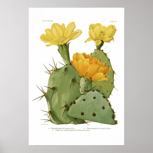 Opuntias Poster (Voorkant)