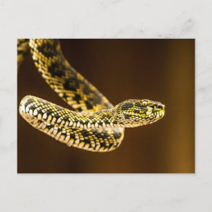 Opvallend Geel en Zwart Gestreept Adder Slang Briefkaart