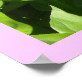 Opvallend roze Zinnia Poster (Hoek)