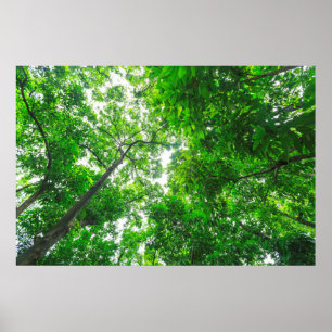 Opwaartse zicht op bomen poster