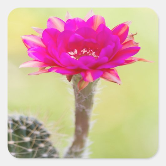 Opwindende antimaterie Cactus Bloom Vierkante Sticker (Voorkant)