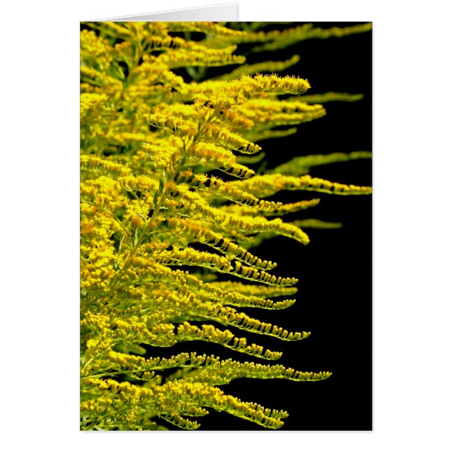Or or de tige d'or (Devant)