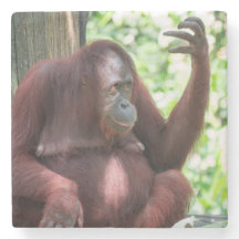 Orang-oetan contemplatie