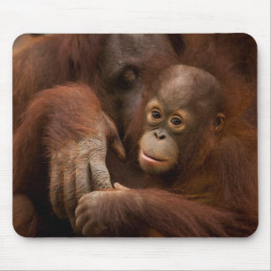 Orang-oetan moeder en baby in de dierentuin muismat