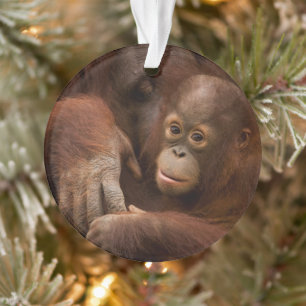 Orang-oetan moeder en baby in de dierentuin ornament