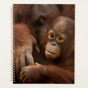 Orang-oetan moeder en baby in de dierentuin planner