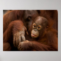 Orang-oetan moeder en baby in de dierentuin
