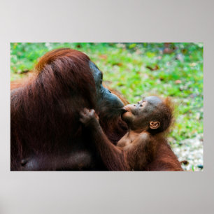 Orang-oetan moeder en baby poster