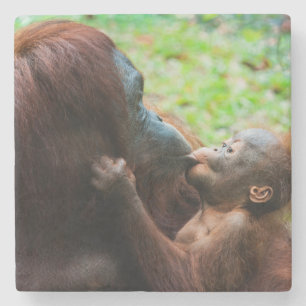 Orang-oetan moeder en baby stenen onderzetter