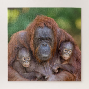 Orang-oetan moeder kijkt naar twee baby's legpuzzel