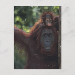 Orang-oetan moeder met Baby 5 Briefkaart