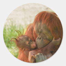 Orang-oetan moeder tedere momenten