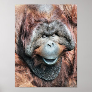 ORANG-OETAN POSTER