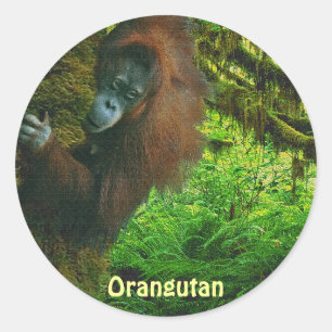 Orang-oetan rode aap & Oerwoud primaat Stickers
