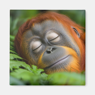Orang-oetan Wilde Dier Rustend Portret Magneet
