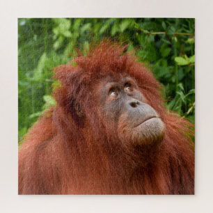 Orang-oetans bedachtzame blik legpuzzel