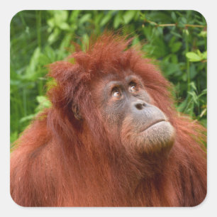 Orang-oetans bedachtzame blik vierkante sticker