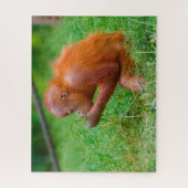 Orang-oetans. Legpuzzel (Verticaal)
