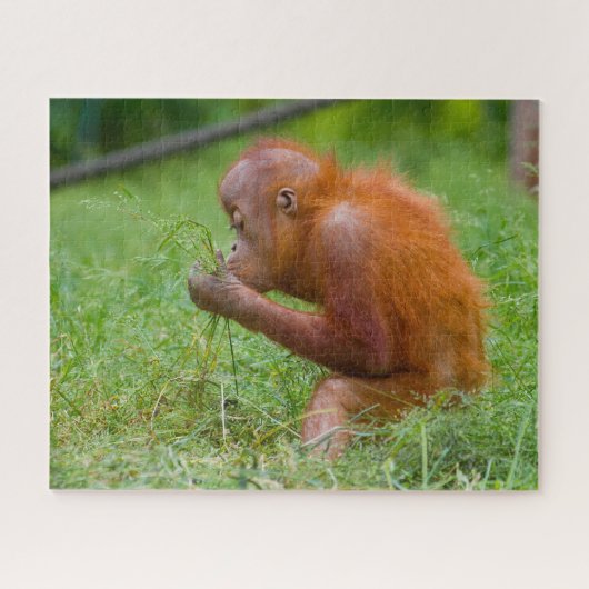 Orang-oetans. Legpuzzel (Horizontaal)