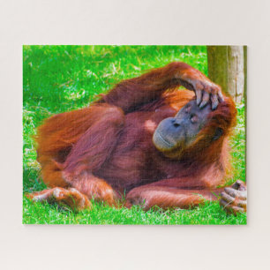 Orang-oetans. Legpuzzel