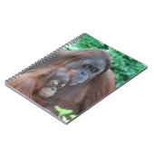 Orang-outan de bébé avec le carnet de mère (Côté gauche)