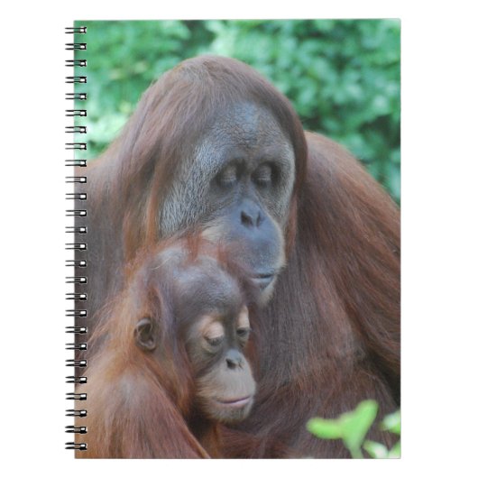 Orang-outan de bébé avec le carnet de mère (Devant)