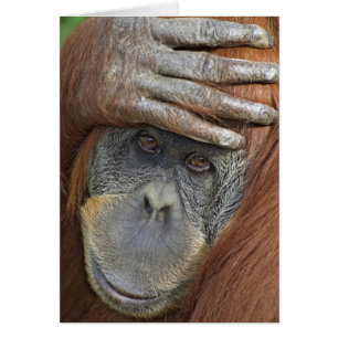 Orang-outan de Sumatra femelle captif