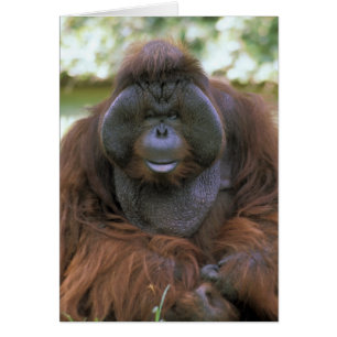 Orang-outan Pongo Pygmaeus
