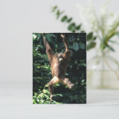 Orang utan en Bornéo Carte postale (Debout devant)