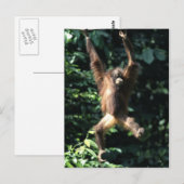 Orang utan en Bornéo Carte postale (Devant / Derrière)