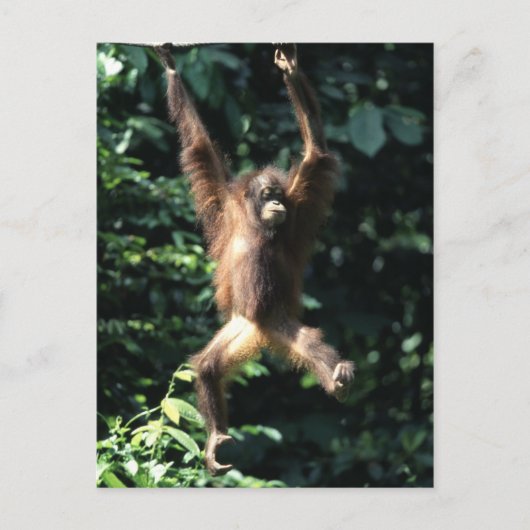 Orang utan en Bornéo Carte postale (Devant)