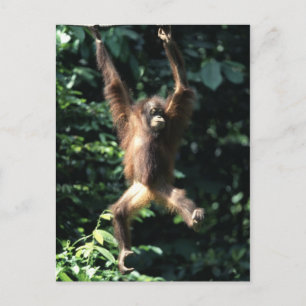 Orang utan in het Briefkaart Borneo