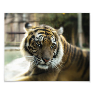 Orange à rayures noires Bengale photo tigre