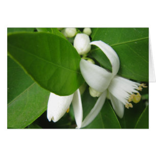 Orange Blossom