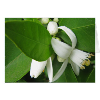 Orange Blossom