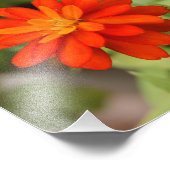 Orange Burst ! Photo 10x8 (Coin)