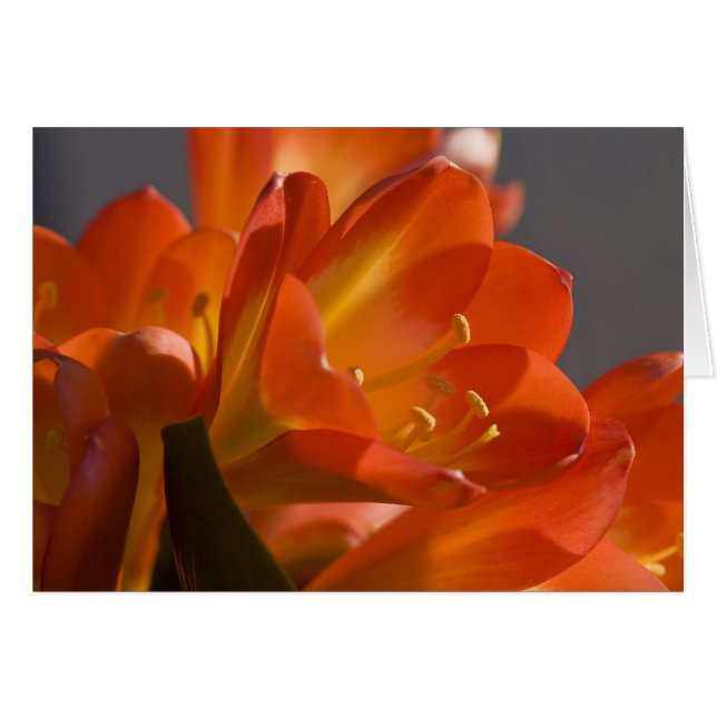 Orange Bush Lily (Devant Horizontal)