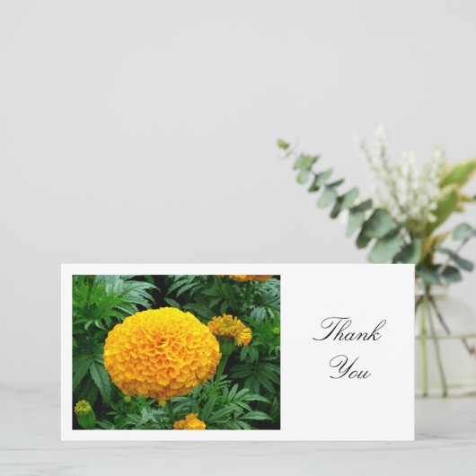 Orange Chrysanthème - Merci (Debout devant)