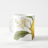 orange(Citrus sp.) par Redouté Coffee Mug (Devant gauche)