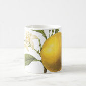 orange(Citrus sp.) par Redouté Coffee Mug (Centre)