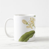 orange(Citrus sp.) par Redouté Coffee Mug (Gauche)