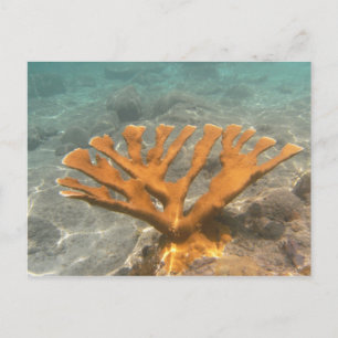 Orange Coral Briefkaart