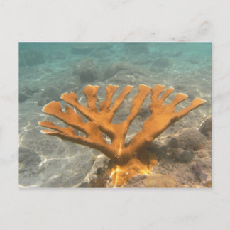 Orange Coral Briefkaart