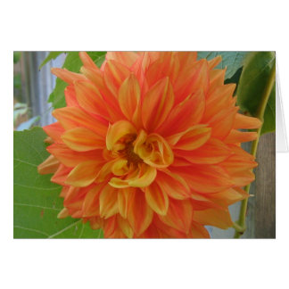 Orange Dahlia